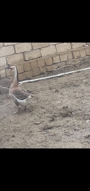 kənd toyuqlarının satışı: Erkək, | Linda, Damazlıq, Pulsuz çatdırılma