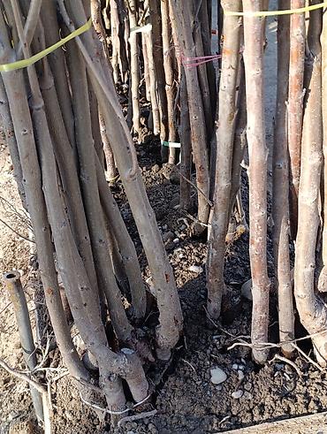 Яблоня: Саженцы плодовых деревьев (осенне-весенняя посадка) Ассортимент по — 7