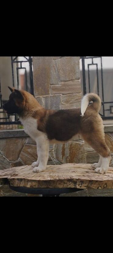 Psi: Na prodaju 3 muška šteneta iz vrhunskog legla, od oca Balua, oba pola — 4