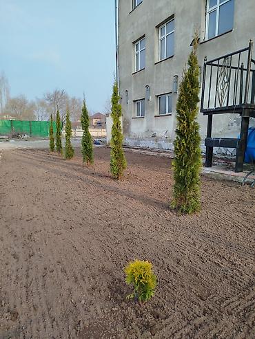 Газон: Сеем газон, Поссев газон, Газон себебиз 🌱 под ключ 🏡по городу бишкек — 25