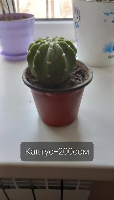 комнатные цветы даром: Продаю цветы,цены на фото. Малачай на последнем фото-350сом Адрес:ж/м — 4