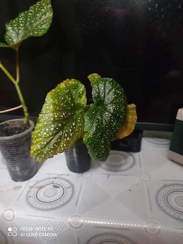 Другой декор и предметы интерьера: Распродажа по 300 сом и выше at lalafo.kg — 29 Другой декор и предметы интерьера: Распродажа по 300 сом и выше — 29