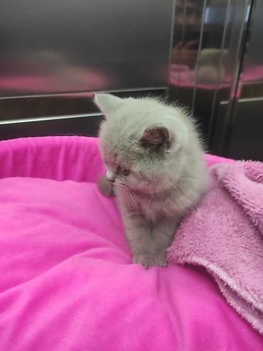 Pişiklər: Britan, Ödənişli çatdırılma — 13