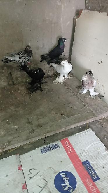 tovuz quşu satışı: Göyərçin kolleksiyası – lələkli ayaqlı dekorativ cinslər 5 eder iri — 9