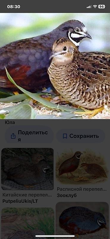 Другие с/х животные: Китайские расписные перепелки - Породы/окрасы: смешанные – тёмные — 1