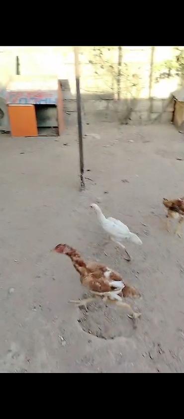 heyvan bazari baki: Heyrati fere toyuqlar — 1