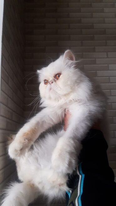 pisik cutlesme: Ekzot, Erkək, Cütləşmə üçün