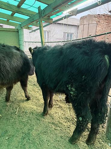 Коровы, быки: Продаю | Бык (самец) — 5