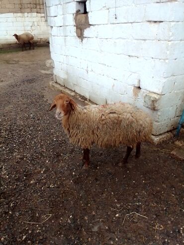Qoyunlar, qoçlar: Qiymət cütünə ayıdır real alıcıya endirim olacaq boğaz heyvan di — 7
