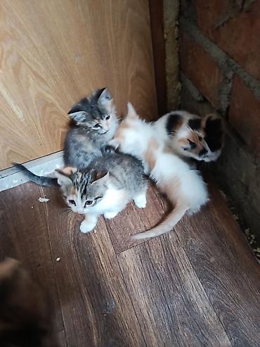 Продажа кошек: Отдаю Котята, помёт из нескольких малышей разной окраски: трёхцветные — 1