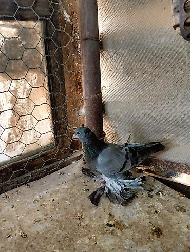 Птицы: Продаю молодых голубей 1 шт стоит пятьсот сом окончательно родители — 3