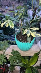 Xalçalar: Xalça -da lalafo.az — 26 Xalçalar: Xalça — 26