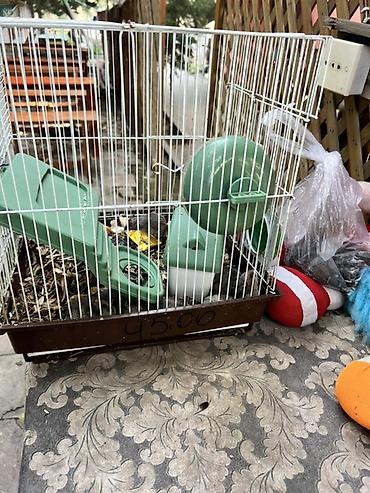 hamster satis: Hamster qəfəsi – tam dəst

15 ədədi qab qaşıg satıram — 1