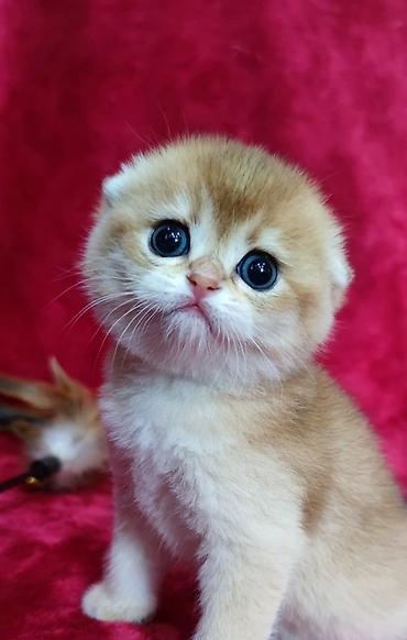 Продажа кошек: Питомник шотландских кошек предлагает к предварительному резерву at lalafo.kg — 1 Продажа кошек: Питомник шотландских кошек предлагает к предварительному резерву — 1