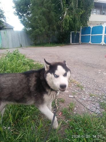 Продажа собак: Хаски, 10 месяцев, Самец, С прививкой — 3