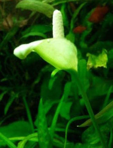 Аквариумы: Водоросли живые: Анубиас Бартера, нана ( цветут белыми и розовыми — 1