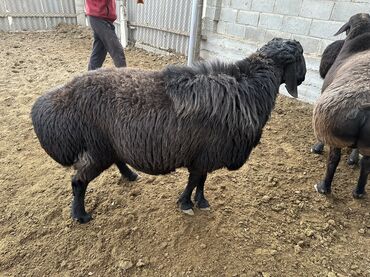 Бараны, овцы: Продаю | Баран (самец), Ягненок | Гиссарская, Арашан | Для разведения, Для шерсти, На забой | Племенные — 8