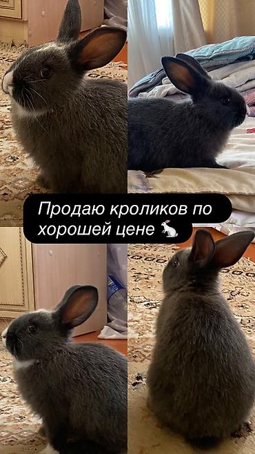 собака акита ину: Кролики декоративные, серые, с белыми отметинами на мордочке и груди — 1