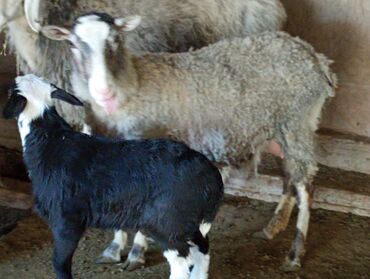 кармушки для овец: Продаю | Овца (самка), Ягненок | Романовская | На забой, Для разведения, Для шерсти | Матка, Ягнившаяся