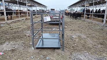 стелные каровы: Ветеринарные/фермерские весы для крупного рогатого скота — 1