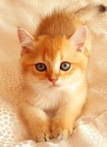 Pişiklər: Britan yastı qulaq, Erkək, Dişi, Yaxşı əllərə, Ünvandan götürmə, Pulsuz çatdırılma, Ödənişli çatdırılma — 102