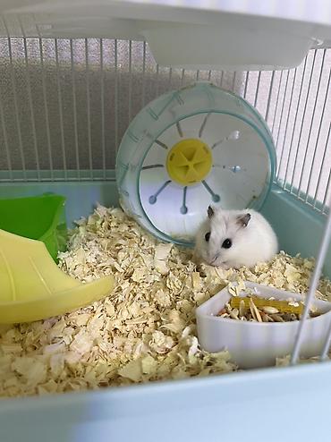 Другие животные: 30azn satılır Hamster qəfəs,qum, yemi hamısı bir yerdə — 2