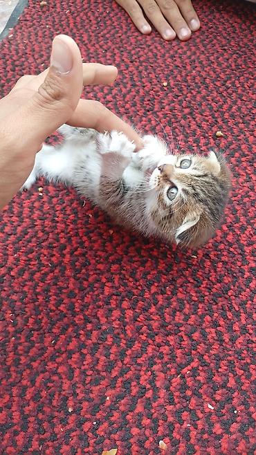 скотт: Котёнок с короткими загнутыми ушками (тип «скоттиш‑фолд» на вид) — 2