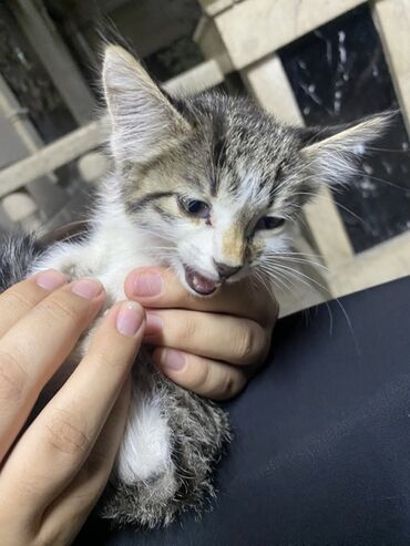 рыжие котята: Мышык бекер берилет: Породасыз, 1 айлык, Ургаачы