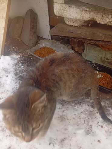 Отдам даром кошку: 4 месяца, Девочка — 3