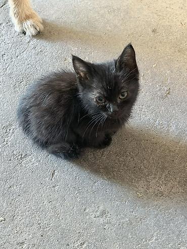 коротколапые коты цена: Отдаю котят в хорошие руки, котята очень хорошие и ласковые, к лотку — 2