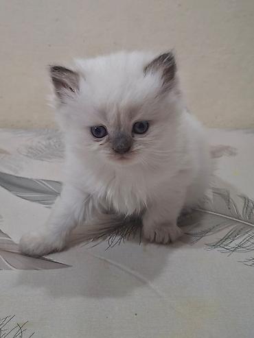 Pişiklər: Şotland — 8