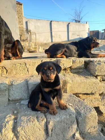 пудель в добрые руки: Rotveyler, 3 ay, Dişi, Peyvəndli, Ünvandan götürmə