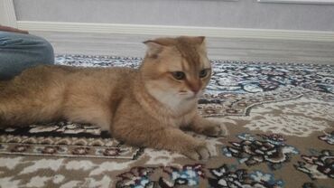 şotlan pişik: Şotland, Erkək, Cütləşmə üçün