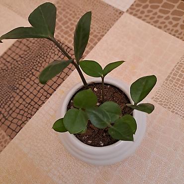 ev bitkisi: Zamioculcas zamiifolia (ZZ bitkisi) – dekorativ otaq bitkisi - Qalın — 1