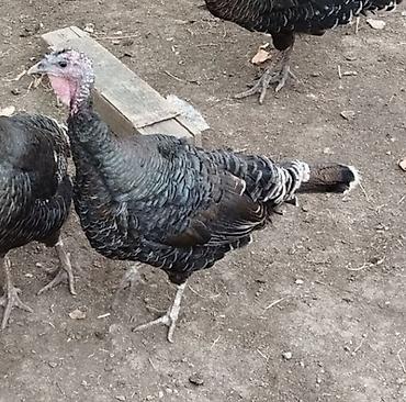 quş papuqay: Dişi hinduşkadı cavandı tam sağlamdı Amerikan bronz hinduşkasidi yerli — 1