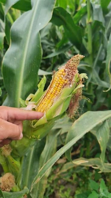 Корма для с/х животных: Продается силос в брикетах 8 кг at lalafo.kg — 6 Корма для с/х животных: Продается силос в брикетах 8 кг — 6