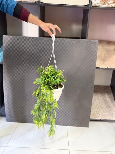 Buket güllər: Asma saksıda dekorativ yaşıl bitki - Ağ rəngli asma plastik saksı