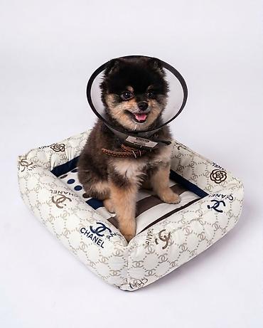 животные для дома: 🐾 Уютное место для комфортного отдыха вашего любимца 🤍 В нашей — 1