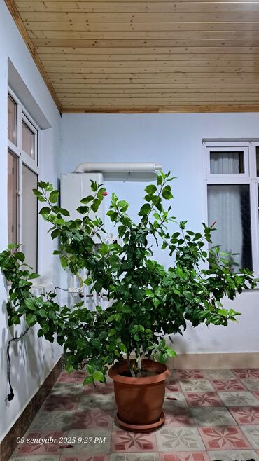 Çöl bitkiləri: Böyük ölçülü qızılgül hibiskus (Çin qızılgülü) – saksıda dekorativ kol