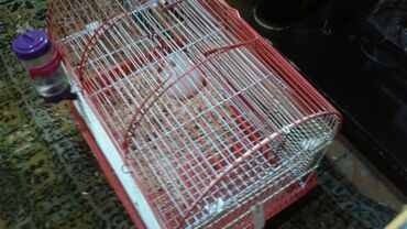 Su və yem qabları: Shekilleri cevirin Xamyaklar ucun her bir aksesuarlar satilir — 6