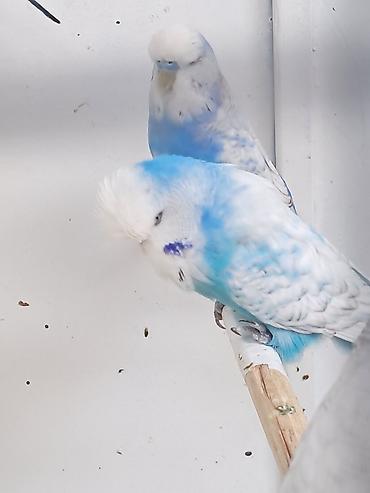 bulbul quşu satışı: Jumba balalar satılır və jumba və karella — 8
