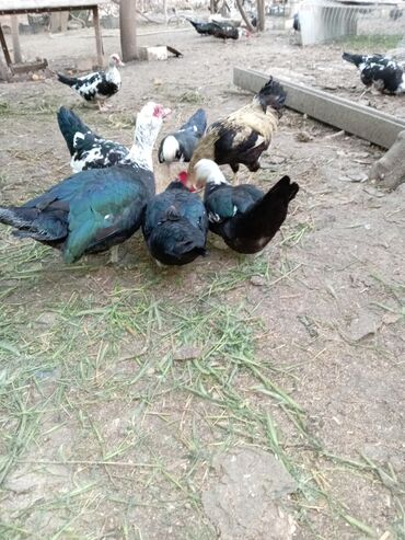 Ördəklər: Ördəklər — 5