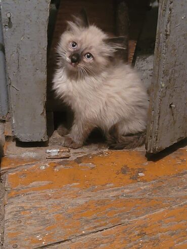 котята персидские: По просьбе ⬇️⬇️⬇️ Пристраиваются месячные котята 4 пушистые