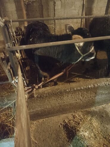 Коровы, быки: Продаю | Музоо, торпок | На откорм | Привязанные — 10
