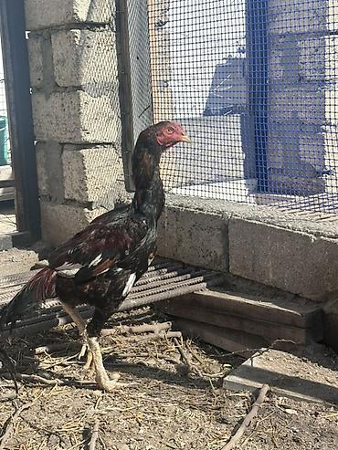 Xoruzlar: Xoruz, il: <1 — 5