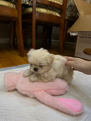 heyvan sahiblendirme: Pekines, 2 ay, Dişi, Peyvəndli, Ödənişli çatdırılma, Ünvandan götürmə — 5
