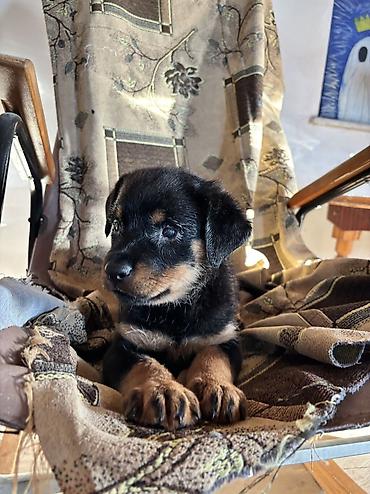 İtlər: Rotveyler, 2 ay, Dişi — 13