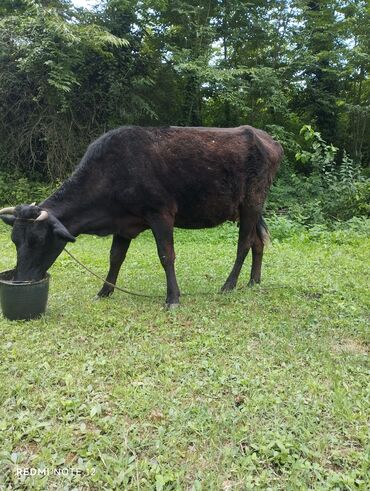 simmental inekler: Dişi, Holsteyn, Simental, il: 2, 150 kq, Südlük