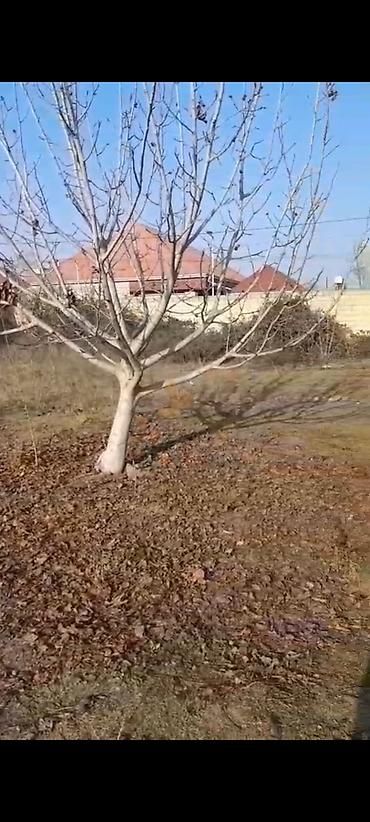 Torpaq sahələrinin satışı: 6 sot, Kupça (Çıxarış) — 16