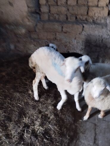 Qoyunlar, qoçlar: Dişi, il: 2, Damazlıq, Ünvandan götürmə